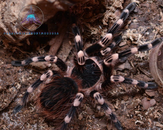 Acanthoscurria geniculata (Brazilian giant white knee tarantula) .25"