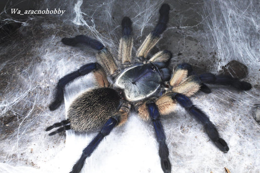 Monocentropus balfouri (Socotra island blue baboon tarantula) 2.5”