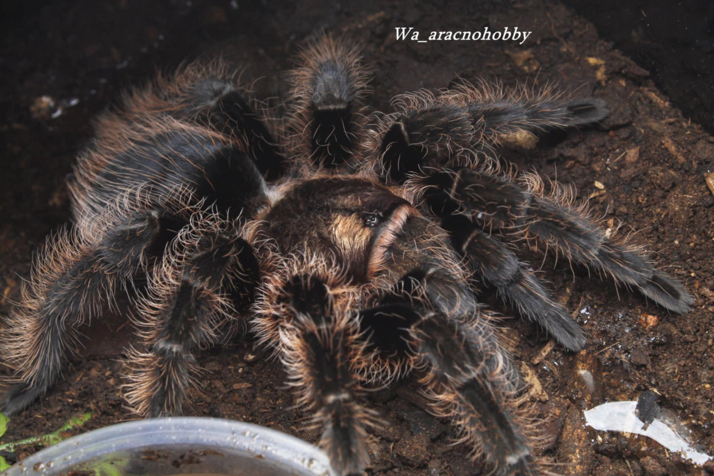 Tliltocatl albopilosus (Curly hair tarantula) .25 - .5”