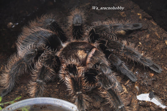 Tliltocatl albopilosus (Curly hair tarantula) .25 - .5”
