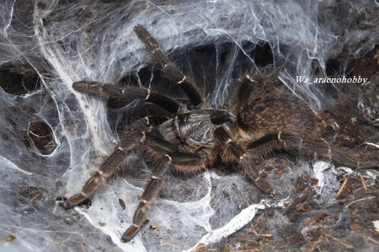 Ceratogyrus darlingi (Rear horned baboon tarantula) .5" - .75”