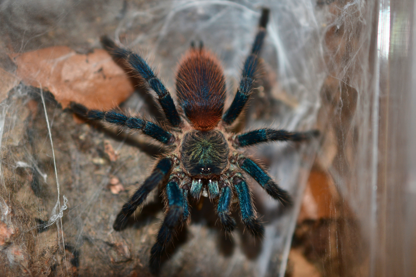 Dolichothele diamantinensis (Brazilian blue dwarf beauty tarantula) 1”+
