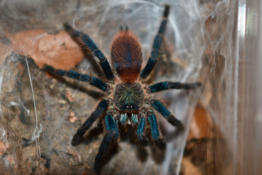 Dolichothele diamantinensis (Brazilian blue dwarf beauty tarantula) .75"