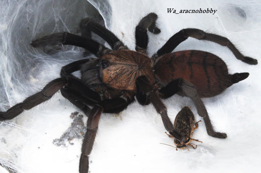 Chilobrachys fimbriatus (Indian violet earth tiger tarantula) 1”