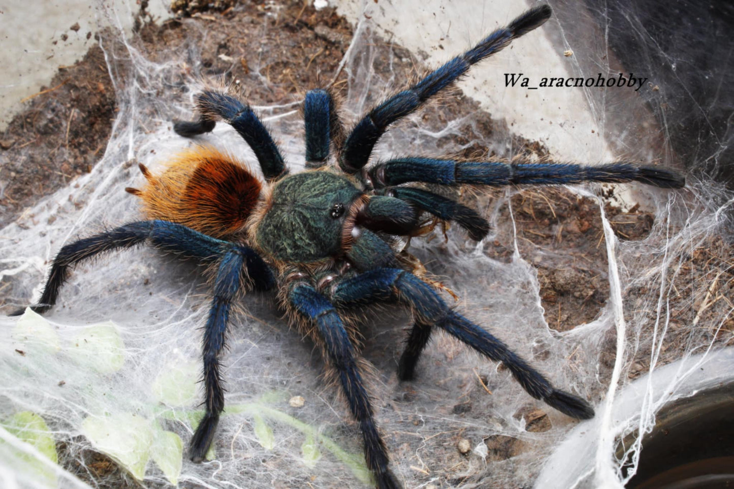 Chromatopelma cyaneopubescens (Green bottle blue tarantula) .75 - 1”