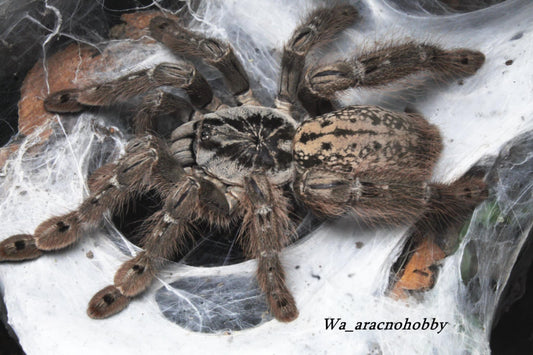 Heteroscodra maculata (Togo starburst baboon tarantula) .5”