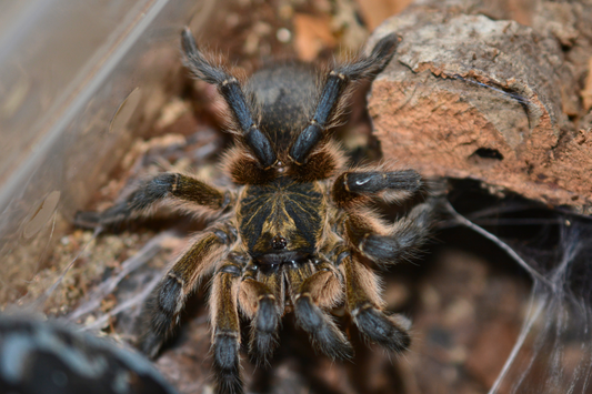 Harpactira pulchripes (Golden blue legged baboon tarantula) 1”+