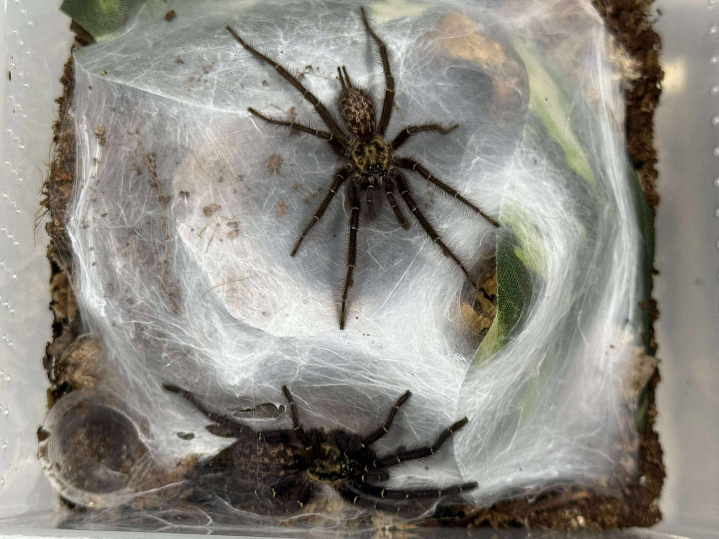 Heterothele gabonensis (Gabon blue dwarf baboon tarantula) 1/8"-.25"