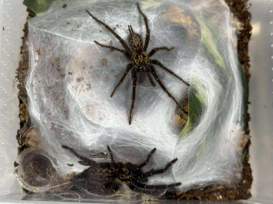 Heterothele gabonensis (Gabon blue dwarf baboon tarantula) 1/8"-.25"