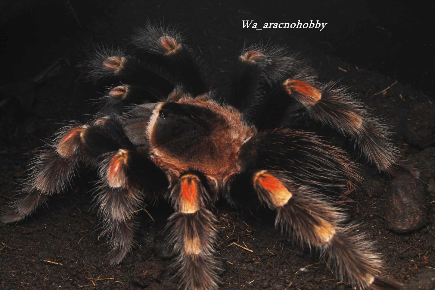 Brachypelma hamorii (Mexican Red Knee) 3” *FEMALE*