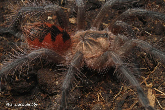 Pamphobeteus sp 'Mascara' (Mascara giant bird eater tarantula) 1.5"