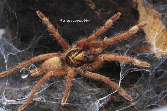 Neoholothele incei 'Gold' (Trinidad gold tarantula) .5”