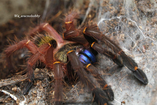 Ephebopus cyanoganthus (Blue fang skeleton tarantula) .75"