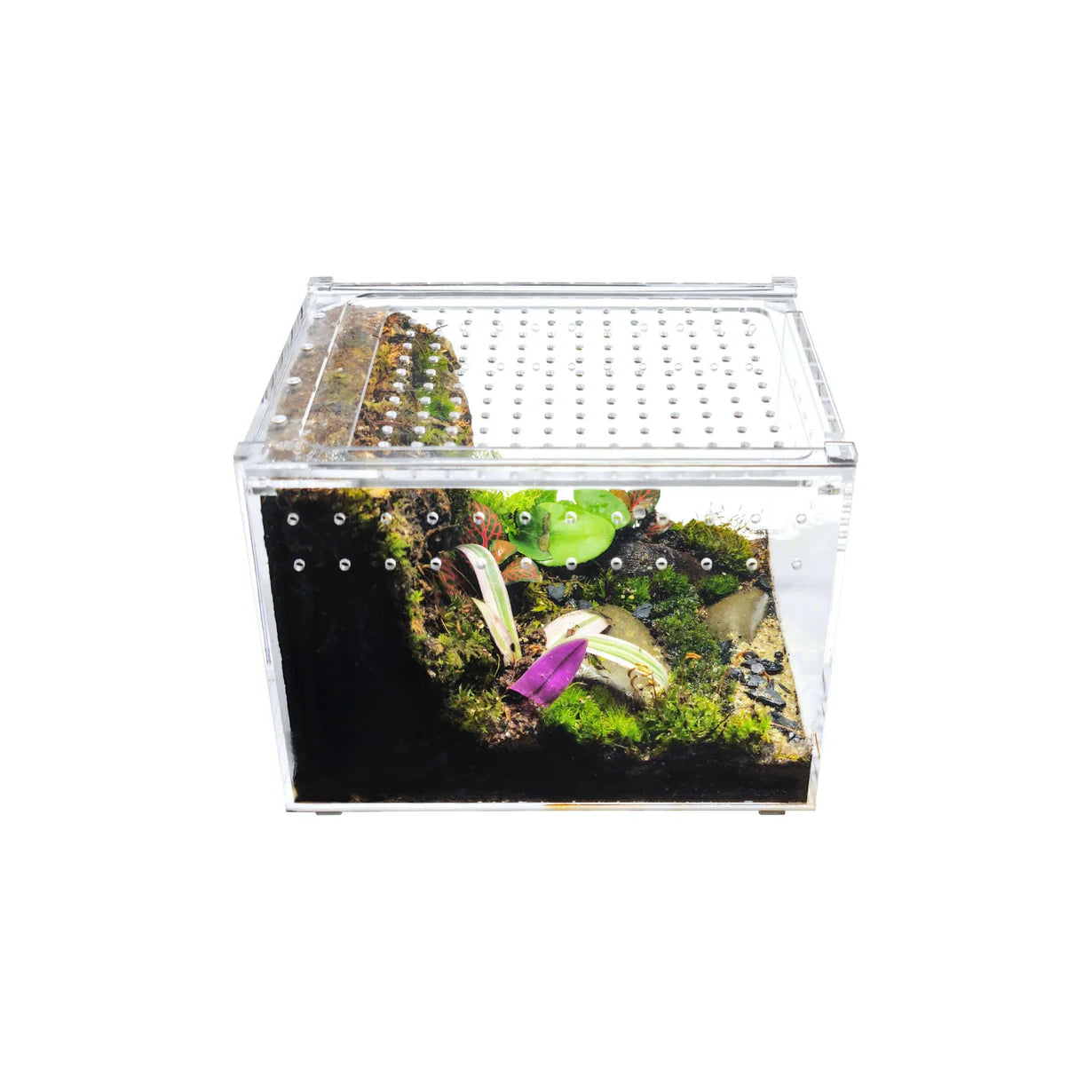 8" x 6" x 6" HerpCult Acrylic Terrarium Enclosure with Magnetic Lid Enclosure for Reptiles Medium Flat