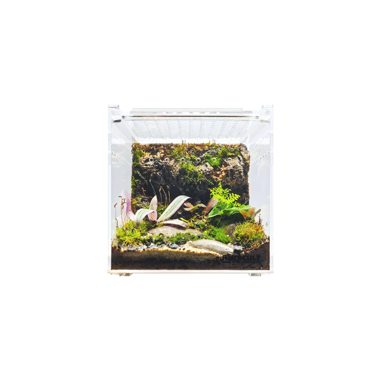 8" x 6" x 6" HerpCult Acrylic Terrarium Enclosure with Magnetic Lid Enclosure for Reptiles Medium Flat