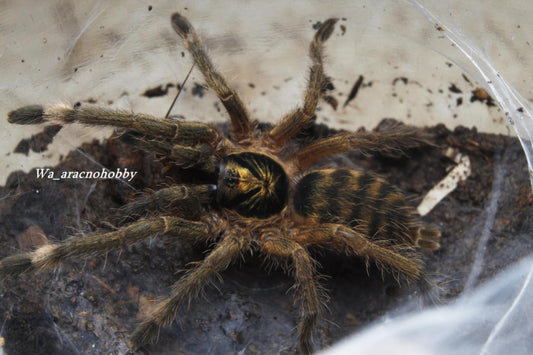 Neoholothele incei 'Olive' (Trinidad olive tarantula) 2”
