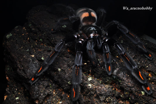 Psalmopoeus irminia (Venezuelan sun tiger tarantula) 2”-3"