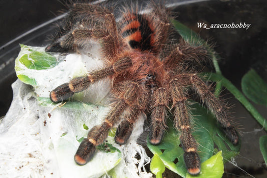Avicularia minatrix (Venezuelan Red Stripe) .5”