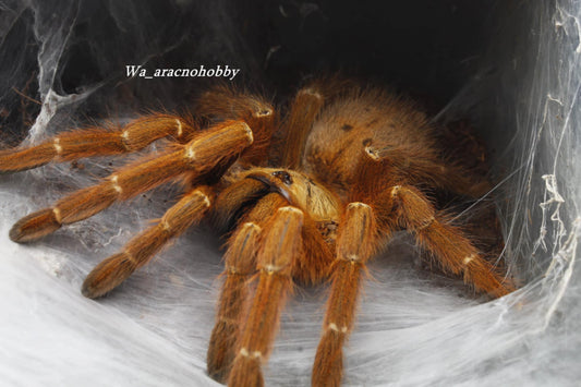 Pterinochilus murinus (Orange baboon tarantula) 2 - 3”