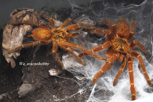 Pterinochilus murinus RCF (Usambara baboon RCF tarantula) .25”