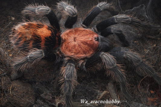 Davus pentaloris (Guatemalan tiger rump tarantula) 2.5”-3"