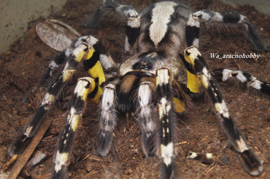 Poecilotheria regalis (Indian ornamental tarantula) 1.5”-2"