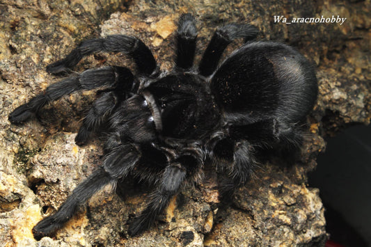 Grammostola pulchra (Brazilian black tarantula) .75 - 1”