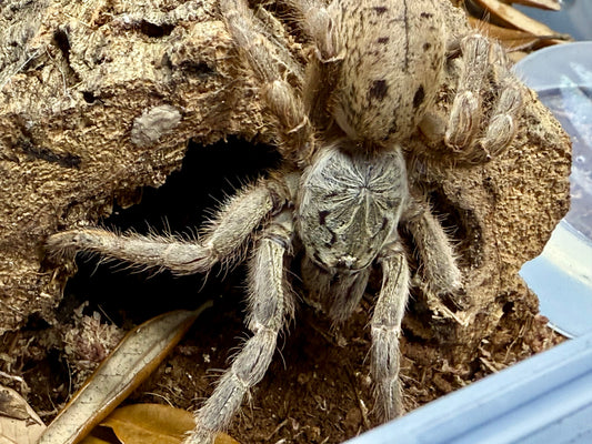Pterinochilus lugardi (Dodoma baboon tarantula) .5"