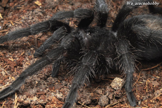 Grammostola quirogai (Uruguayan Black Beauty) 1.5”