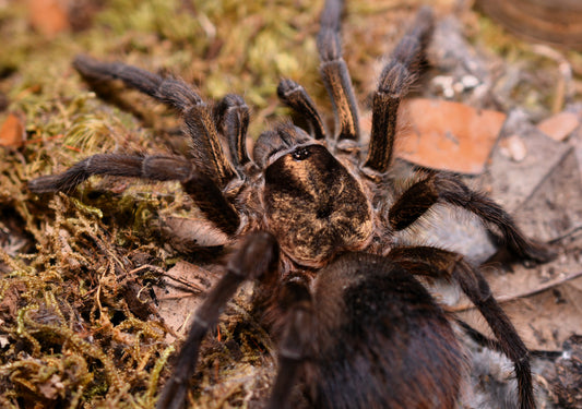 Phormictopus auratus (Cuban bronze tarantula) 1.5”