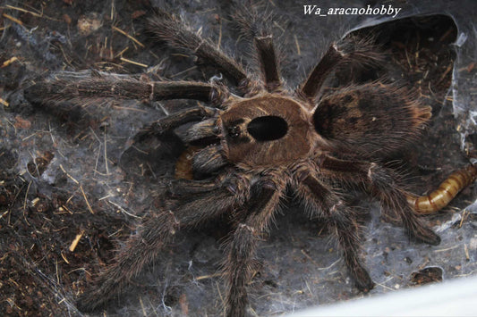 Ceratogyrus brachycephalus 'Wild Form' (Greater horned baboon tarantula) .75”