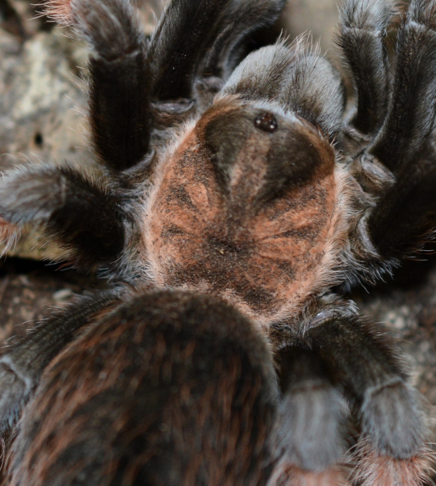 Brachypelma emilia (Mexican redleg tarantula) 4” *FEMALE*