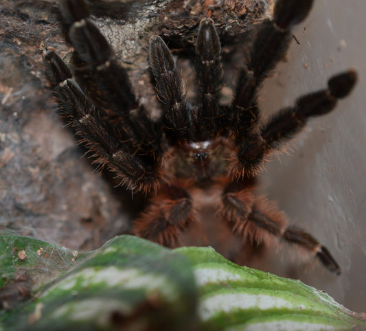 Psalmopoeus victori (Darth maul tarantula) .75"