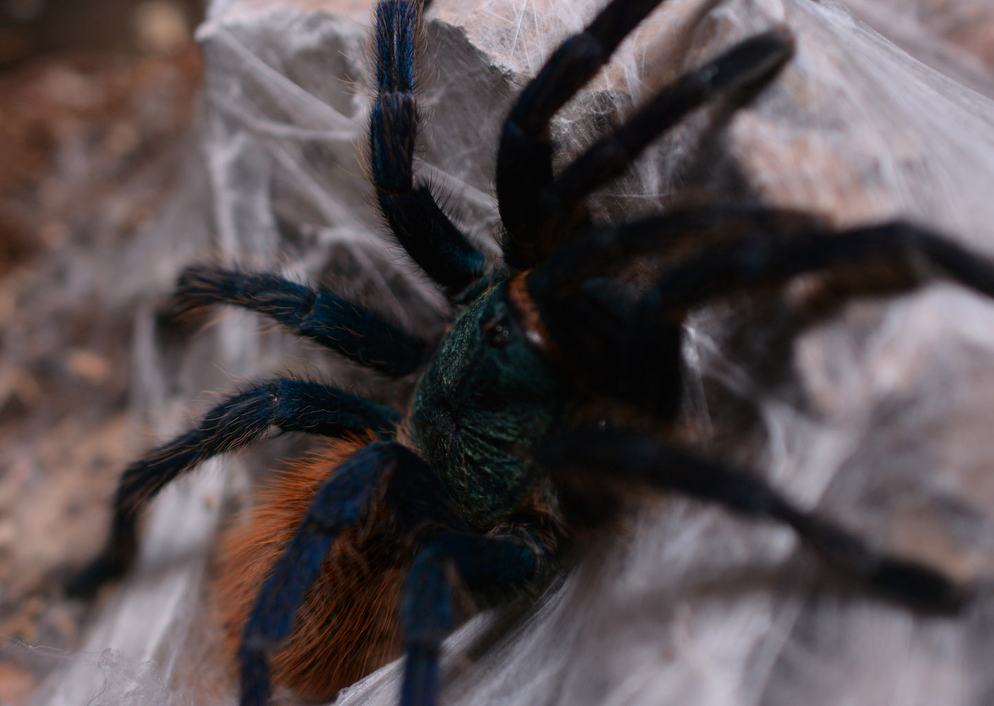 Chromatopelma cyaneopubescens (Green Bottle Blue) 3”+