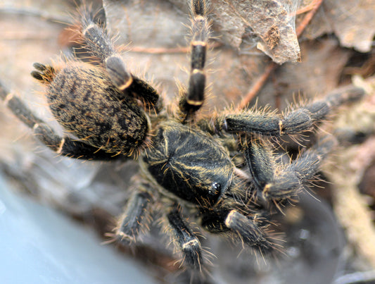 Pterinochilus chordatus (Kilimanjaro baboon tarantula) 1.5"-2"