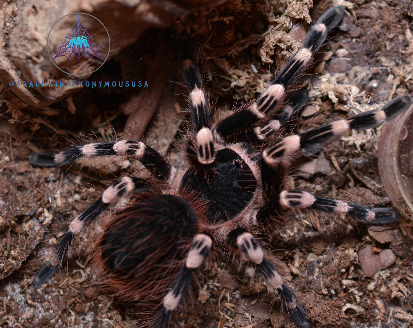 Acanthoscurria geniculata (Brazilian giant white knee tarantula) .25"