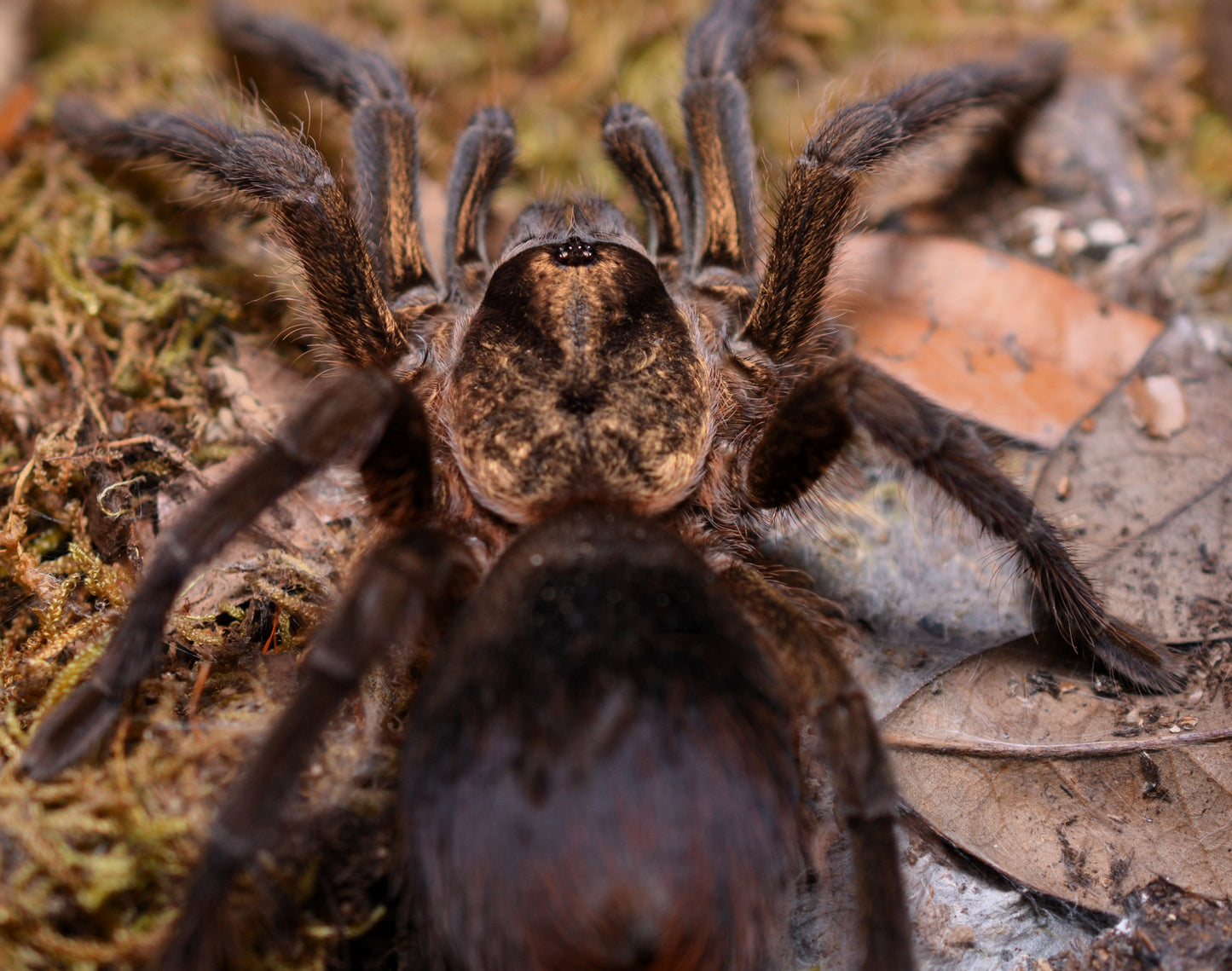 Phormictopus auratus (Cuban bronze tarantula) 1.5”
