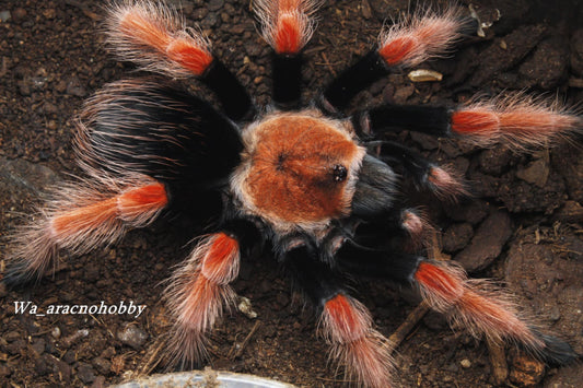 Brachypelma boehmei (Mexican fireleg tarantula) .75 - 1”