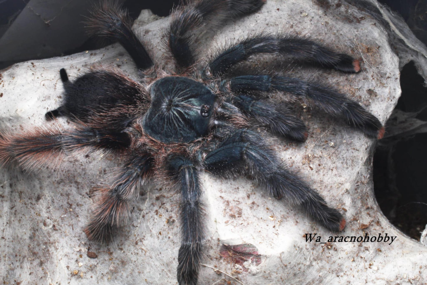 Avicularia braunshauseni (Goliath pink-toe tarantula) 1”