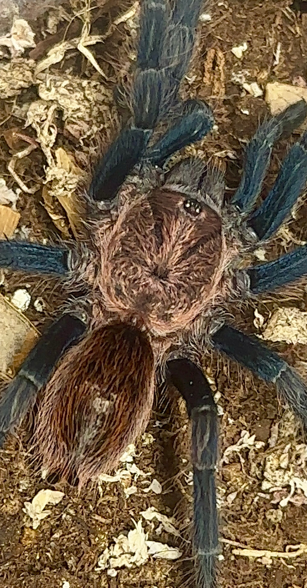 Bonnetina cyaneifemur (Mexican blue femur tarantula) 3.5” *FEMALE*