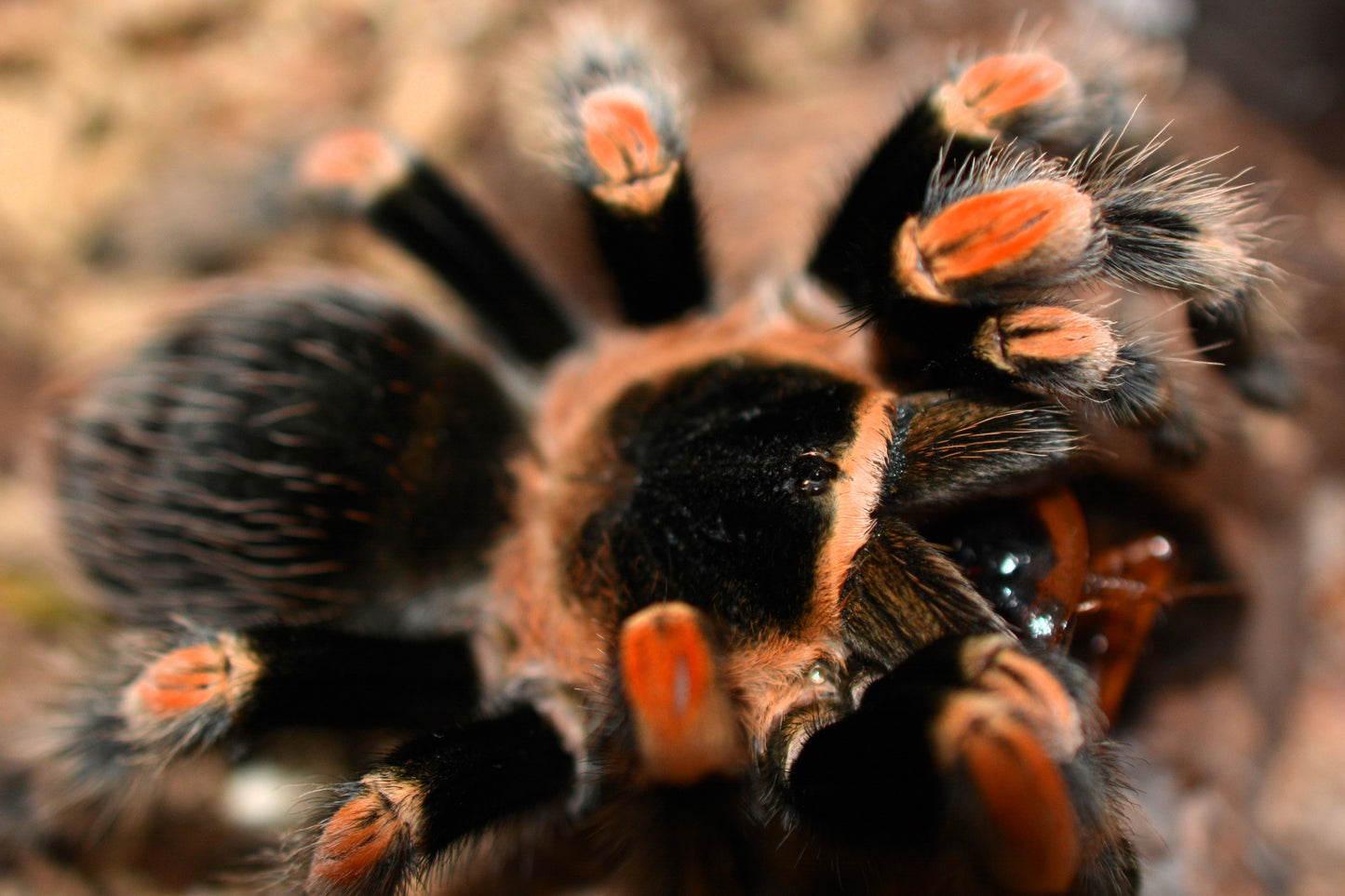 Brachypelma smithi (Mexican giant redknee tarantula) .75 - 1”