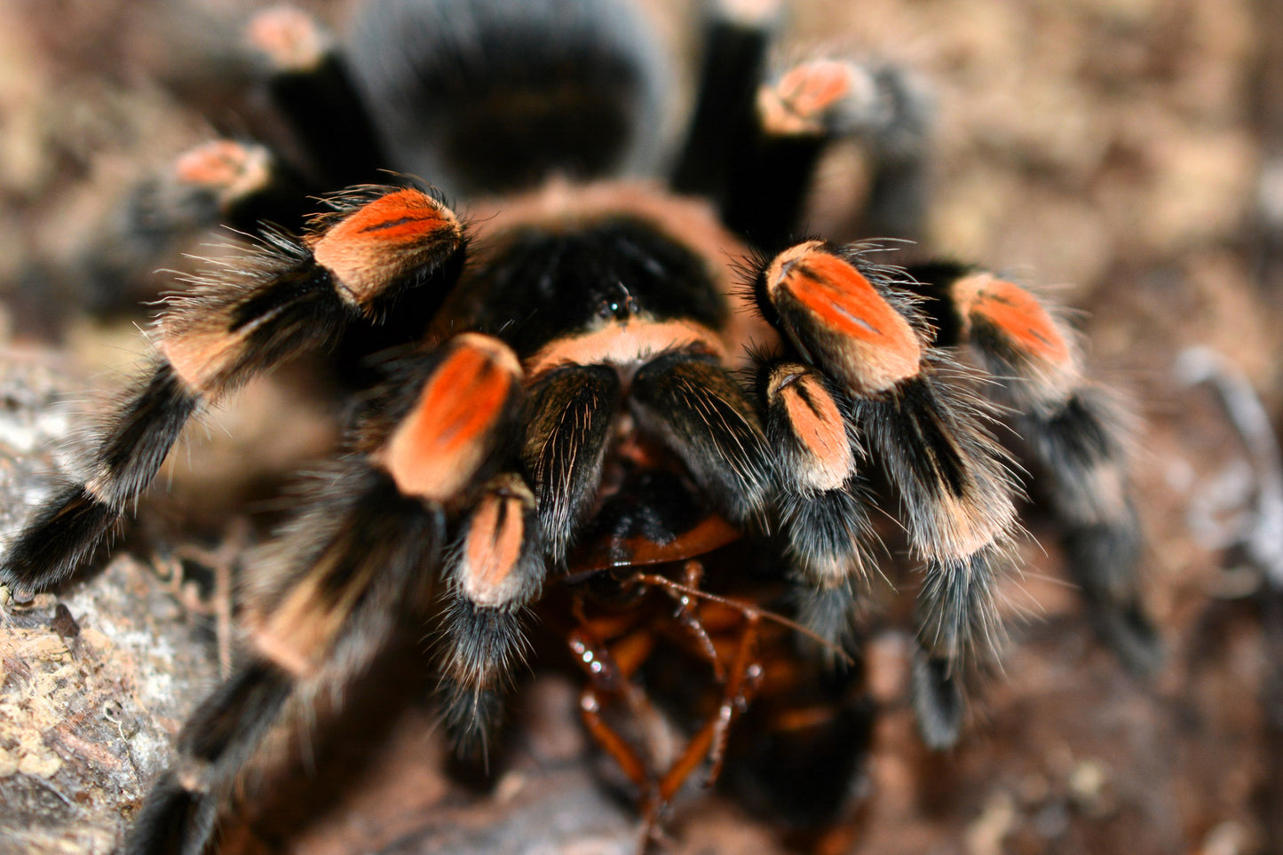 Brachypelma smithi (Mexican giant redknee tarantula) .75 - 1”
