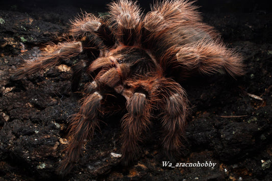 Nhandu carapoensis (Brazilian red tarantula) 1.5”