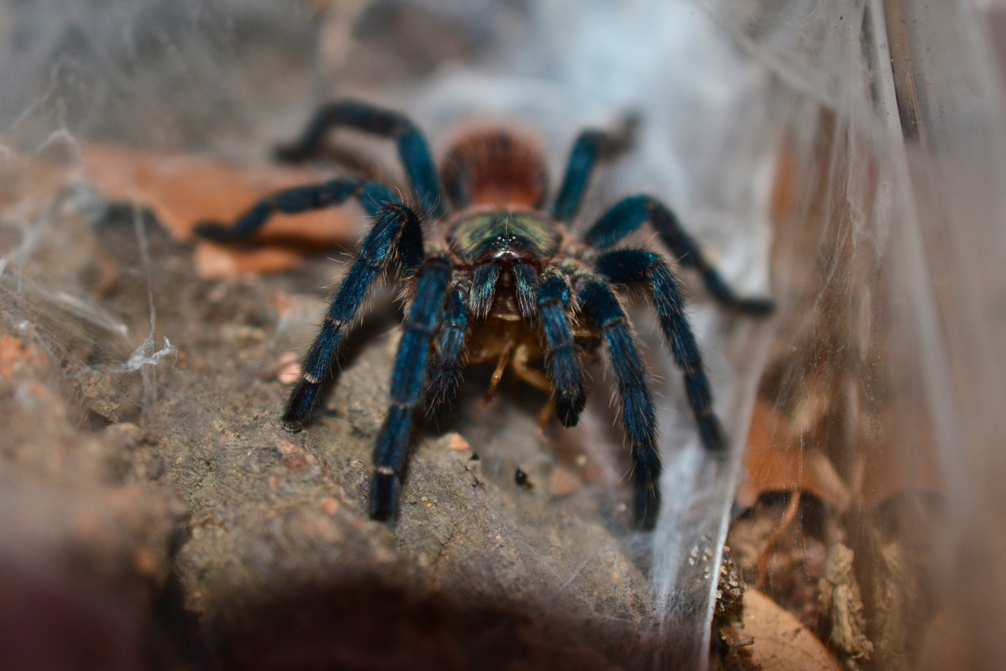 Dolichothele diamantinensis (Brazilian blue dwarf beauty tarantula) 1”+