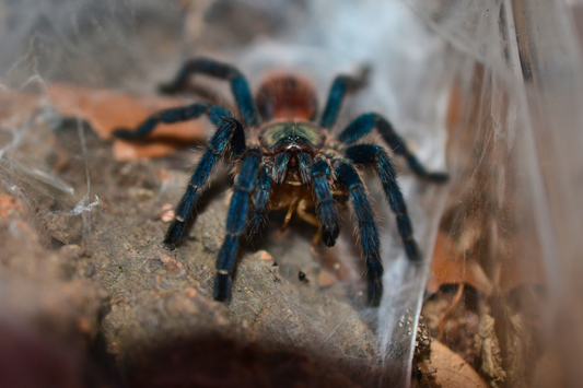 Dolichothele diamantinensis (Brazilian blue dwarf beauty tarantula) .75"