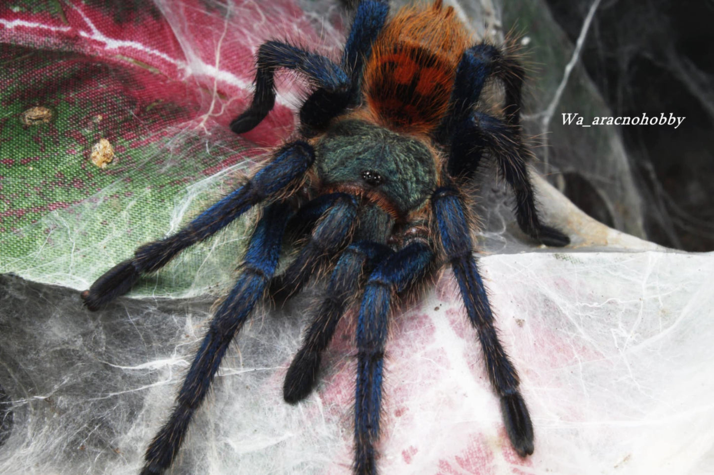 Chromatopelma cyaneopubescens (Green bottle blue tarantula) 2.5”-3" *FEMALE*