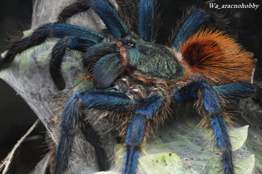 Chromatopelma cyaneopubescens (Green bottle blue tarantula) 2.5”-3" *FEMALE*