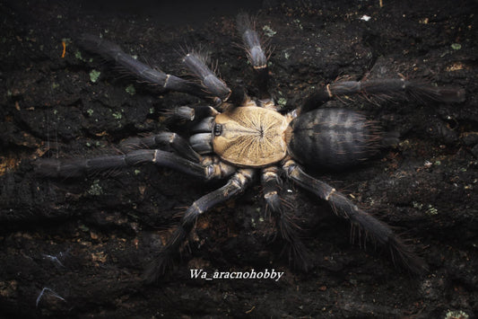 Phormingochilus sp ‘Hati Hati’ (Purple earth tiger tarantula) .25”