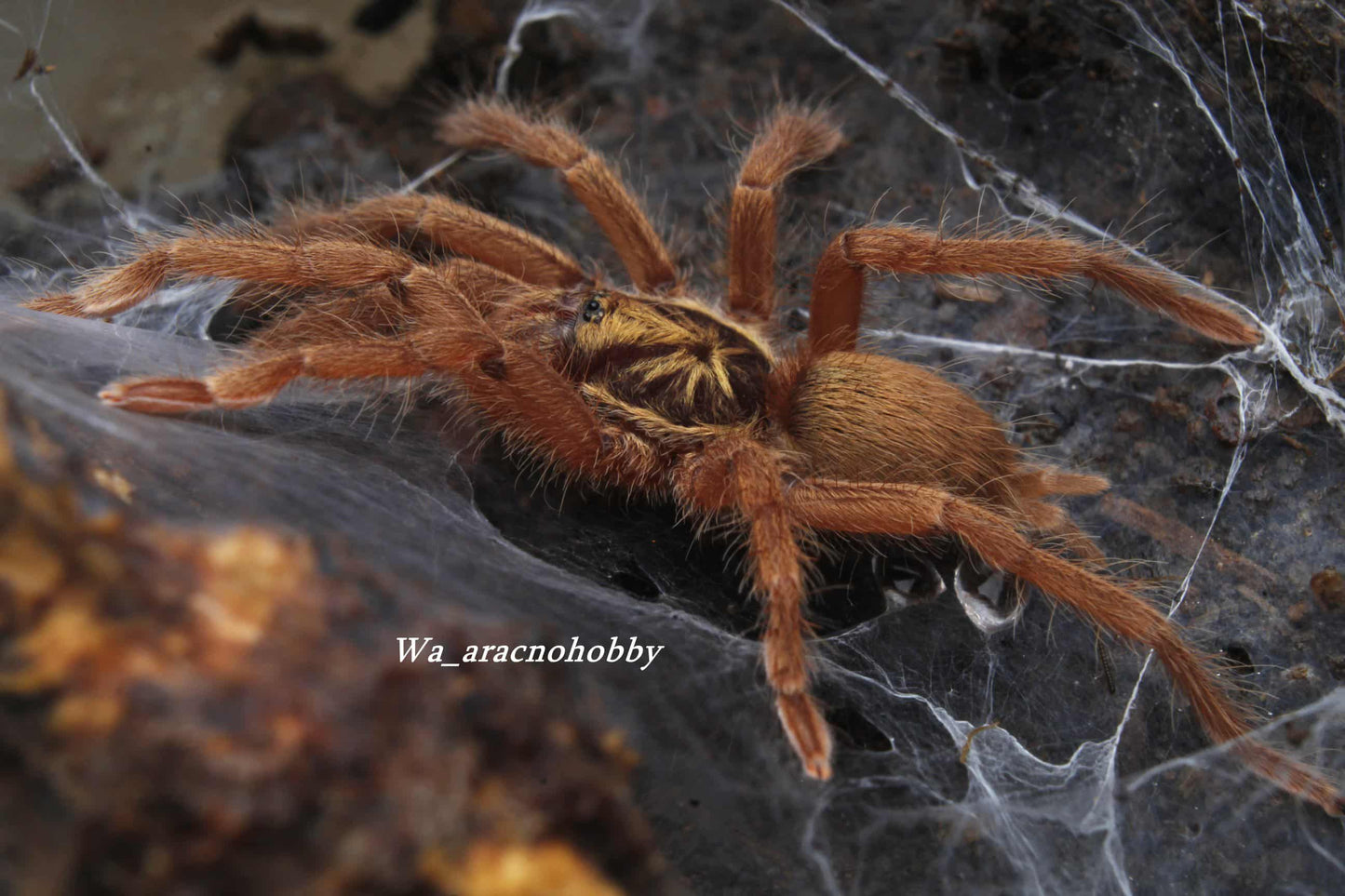 Neoholothele incei 'Gold' (Trinidad gold tarantula) 2” *Female*