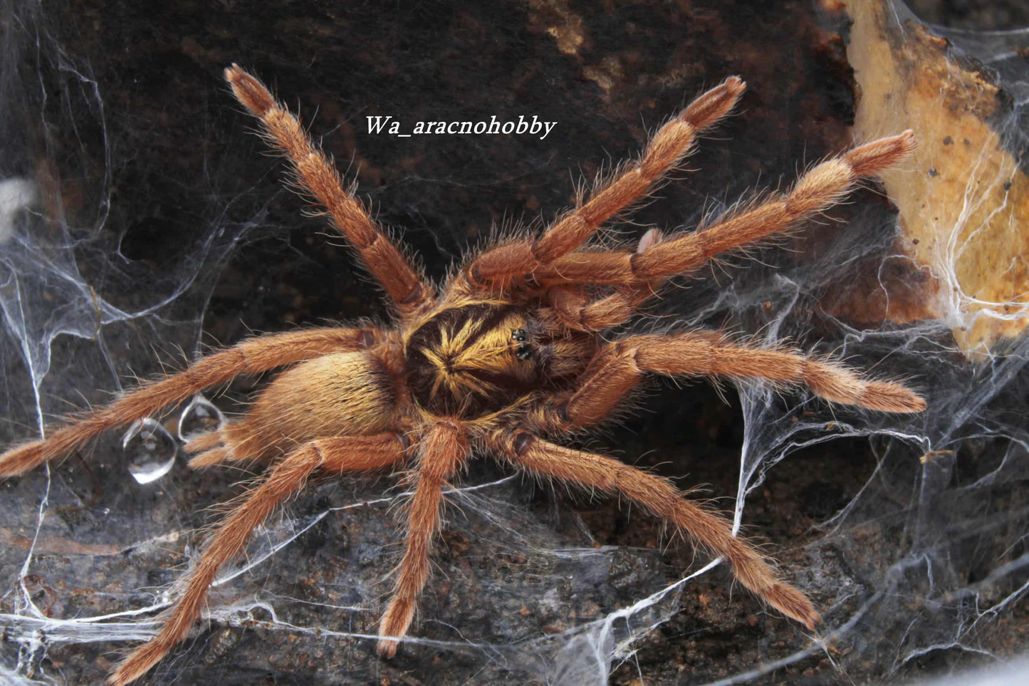 Neoholothele incei 'Gold' (Trinidad gold tarantula) 2” *Female*